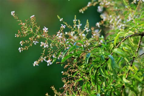 La Verveine En Infusion Les Bienfaits La Culture Les Conseils Ma