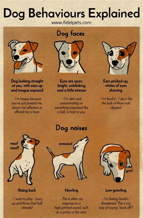 Idea By Fidelpets On Pet Information Dog Body Language Dog Behavior