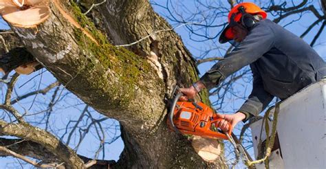 Maybe you would like to learn more about one of these? Tree Removal Suffolk County | Stump Removal & Grinding