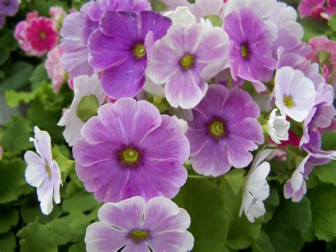 Fotos De Plantas Com Flores