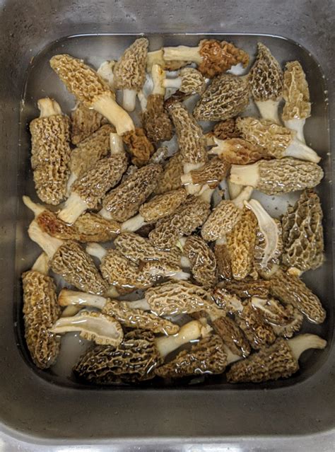 First outing this year. Found 35 nice fresh morels in western Indiana. : foraging