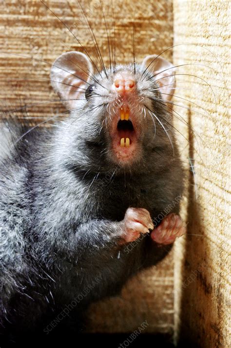 Black Rat Threatening With Teeth Bared Stock Image Z9180211