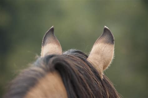 ears caring   horses ears  equestrian
