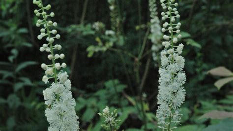 Pluskwica groniasta Świecznica Actaea racemosa opis wygląd