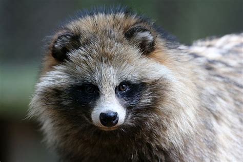 Learn More About Raccoon Dogs The Great Projects