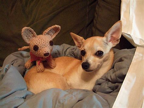 25 Cute Pets With Stuffed Animals Of Themselves Amazing