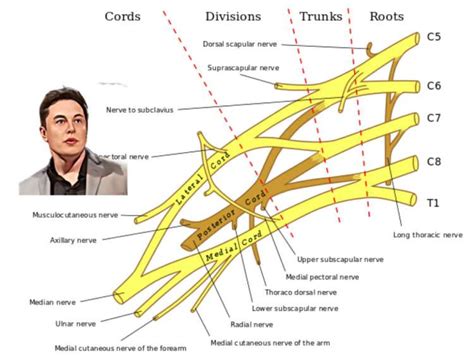 Lumbar Plexus Anatomy Branches And Mnemonics Kenhub