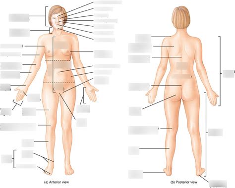 Anatomical Position Directional Terminology Planes Of Section