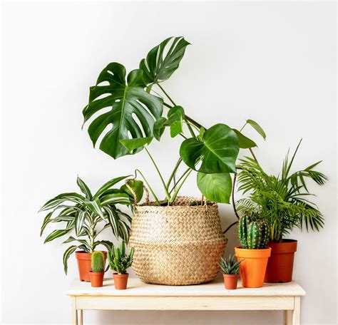 Best Indoor House Plants Perfect For Beginners Fed And Fit