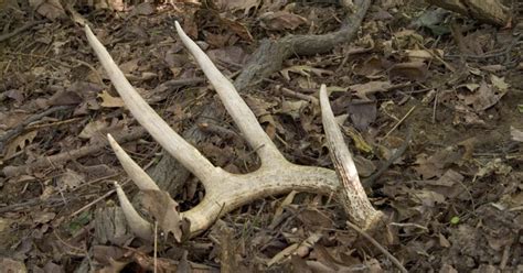 Deer Antlers Facts About Antlers And The Deer That Grow Them