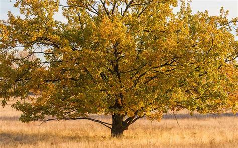 Recommended Native Trees For Virginias Capital Region
