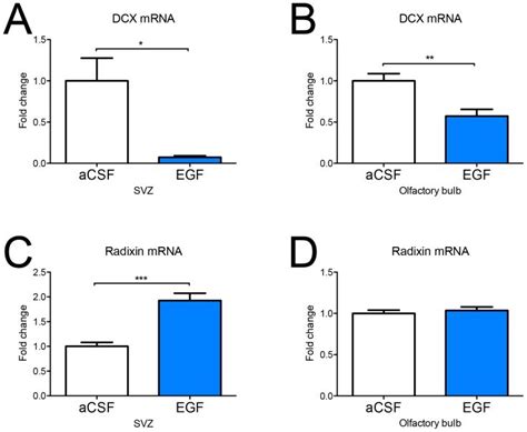 Mrna Expression Of The Neuroblast Associated Marker Doublecortin Dcx