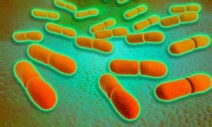 Listeria infection is a foodborne bacterial illness that can be very serious for pregnant women, people older than 65 and healthy people rarely become ill from listeria infection, but the disease can be. Sixth person dies from listeria outbreak linked to NHS ...