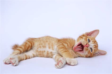 Wann fallen die milchzaehne aus?: Zahnwechsel Katze → was tun bei Problemen?