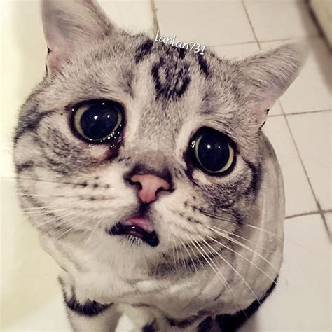 Berikut adalah spesies kucing yang paling indah dan comel di alam semesta. Mereka Berbagi Foto 'Anak Kucing Paling Sedih di Dunia ...