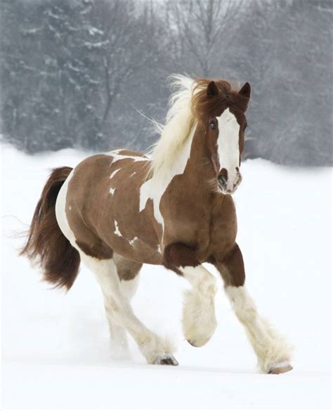 15 Of The Worlds Most Beautiful Horse Breeds