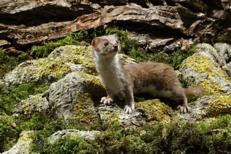 Friday Humor ~ A Young Weasel Walks Into A Bar Support For Stepdads