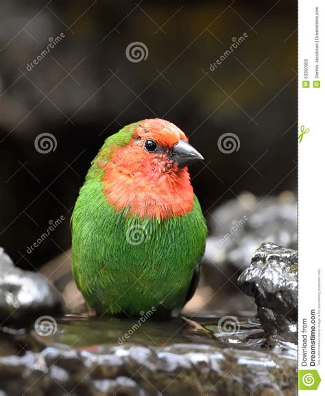 Red Throated Parrotfinch Erythrura Psittacea Stock Image Image Of