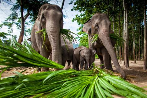 What Do Elephants Eat? The Truth About Their Diet Revealed