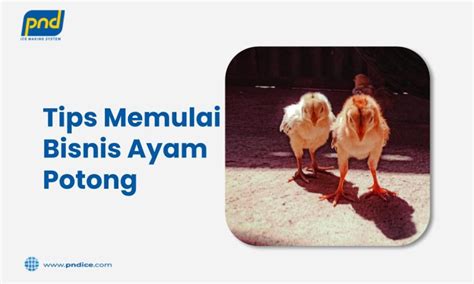 Tips Memulai Bisnis Ayam Potong Simak Infonya