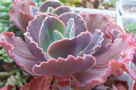 Oregon Cactus Blog Echeveria Fancy Frills