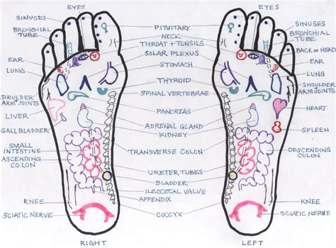 Reflexology Top Foot Chart