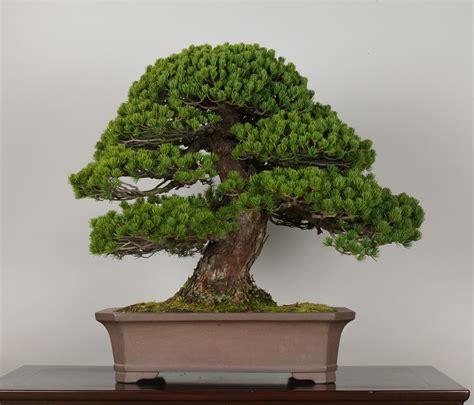 Bonsai is sometimes confused with dwarfing, but dwarfing more accurately refers to researching and creating cultivars of plant material that are permanent. The Omiya Bonsai Art Museum, Saitama