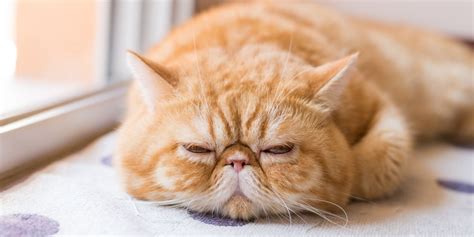 7 Signs Your Cat Is Bored And How To Help Him