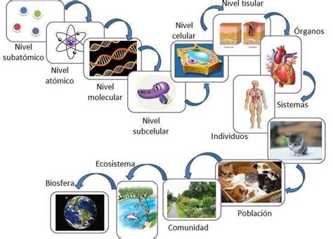 Niveles De Organismo De Los Seres Vivos Abstractor