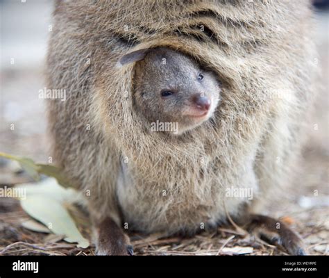 Kangaroo Care Mother Baby Hi Res Stock Photography And Images Alamy