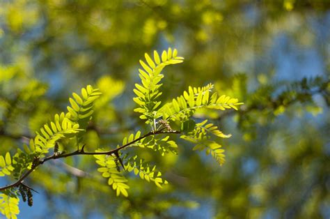 How To Grow And Care For Sunburst Honey Locust Trees