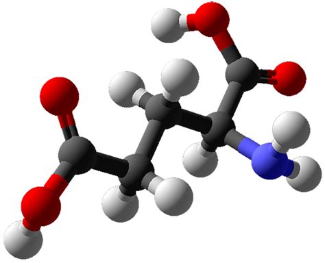 What is amino acids relevancy in the human body? Glutamic acid - Wikipedia