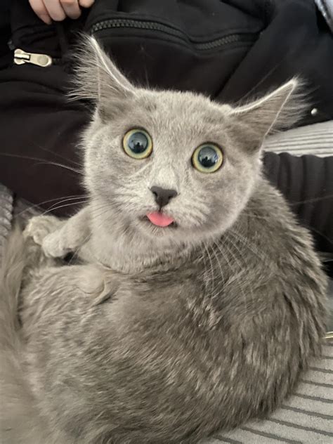 Cute Cat Does A Mlem Not Mine Reyebleach