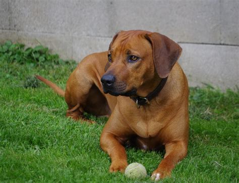 Rhodesian Ridgeback Puppies Everything New Owners Should Know The