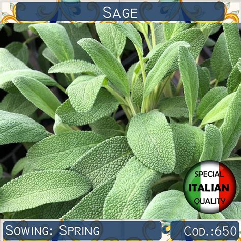 170 Seeds Sage Salvia Officinalis Seeds Aromatic Seeds Etsy