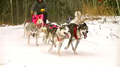 2016 Crocker Hills Sled Dog Training Jan 24 Youtube
