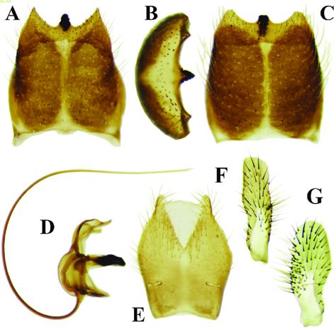 Photographs Of The Morphological Structures Of The Male Genital