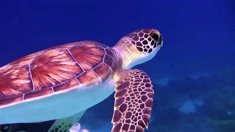 Scuba Diving With Sea Turtles Underwater On Coral Reefs With Relaxing