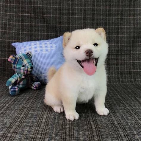 Shiba Inu Puppy For Sale In Seattle Wa Usa Adn 98046 On Puppyfinder