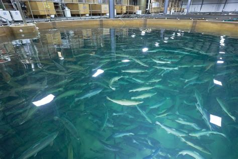 The Benefits Of Land Based Fish Farming Aquabounty