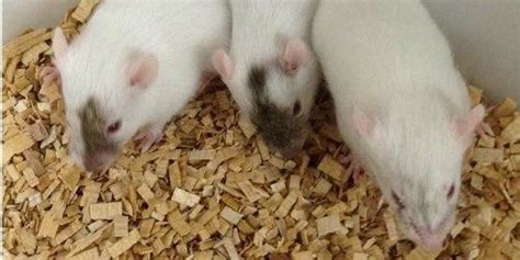 Fate Of Rats Sex Is Flexible The Scientist Magazine®