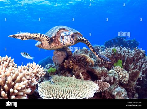 Hawksbill Sea Turtle Eretmochelys Imbricata Swimming Over A Coral