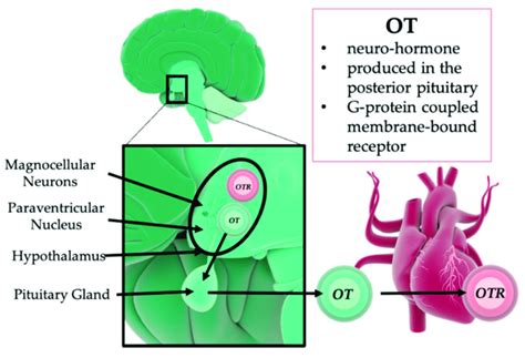 Oxytocin Ot Production And Release The Neuro Hormone Ot Is Produced