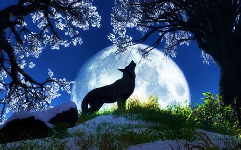 10 Top Cool Animal Wallpapers Wolf Full Hd 1920×1080 For