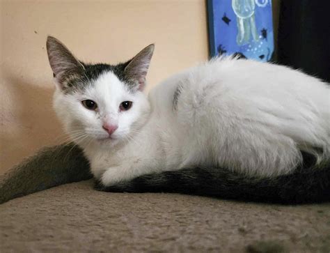 Home - Purrfect Haven Cat Rescue