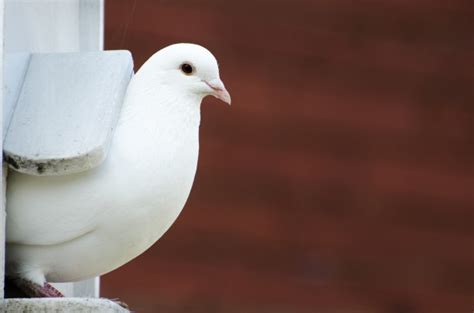White Dove Free Stock Photo Public Domain Pictures