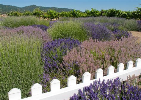 Beide lieben es sonnig und bilden ein attraktives duo. Lavendel-Garten Mit Weinberg Stockfoto - Bild von blume ...