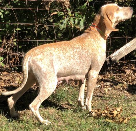 Pennys English Coonhounds Three Decades Of World Champions Home