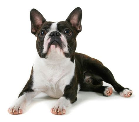 Free Download Boston Terrier Funny Puppy 532x467 For Your Desktop