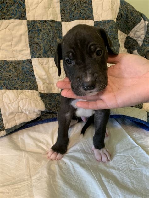 Learn about your this breed of dog with our extensive breed profile. Great Dane Puppies For Sale | St. Cloud, MN #300746